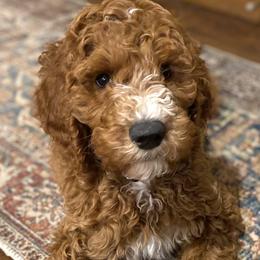 Bernedoodles and Poodles from Boujie Doodles