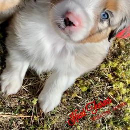 Australian Shepherd, Miniature Australian Shepherd, and Toy Australian Shepherd Puppies from Hunt Farms Mini Aussies