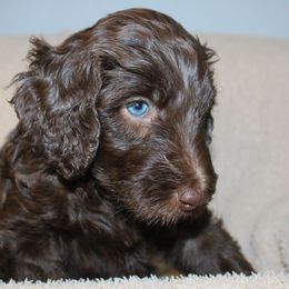 Hope - Grey collar - Chocolate female Labradoodle puppy in Grants Pass, Oregon from Oregon Valley Pups