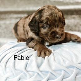 Fable - Merle male Goldendoodle puppy in Pasco, Washington from Camp Doodle Woods