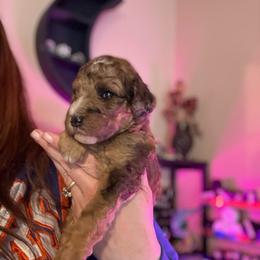 Glenn - Merle male Goldendoodle puppy in Jacksonville, Florida from Dandelion Doodles