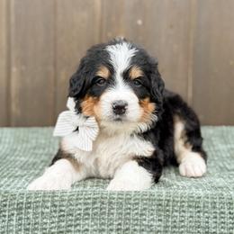 Peter Pan - Tri-color male Bernedoodle puppy in Bellville, Ohio from Bernedoodle Buddies