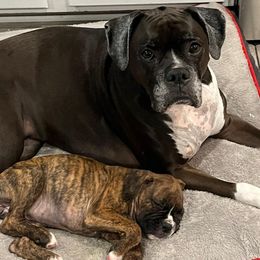 Boxer Puppies from Boxer Blessings Kennel