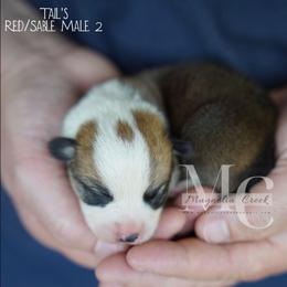 Tumble - Red M 2 - Red male Pembroke Welsh Corgi puppy in Straughn, Alabama from Magnolia Creek Corgis