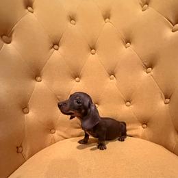 Boy 1 - Chocolate and tan male Dachshund puppy in Gilbert, Arizona from KCK9 Dachshunds