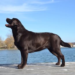 Rousey - Labrador Retriever