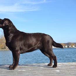 Rousey - Labrador Retriever