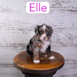 Elle - Blue merle female Assorted Doodle Crosses puppy in Calhoun, Georgia from Happy Top Doodles