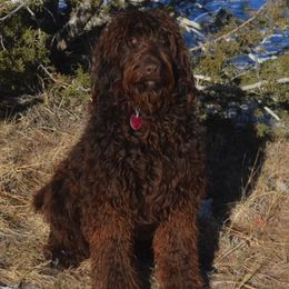 Australian Labradoodle All Grown Up from Rocky Mountain Labradoodles