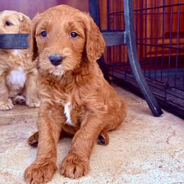 Prince Theodore du Bordeaux (Teddy) - Red  male Goldendoodle puppy in Bountiful, Utah from PJs Puppy Love