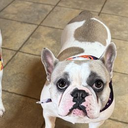 French Bulldogs and German Shepherds from Eden Shepherds