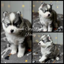 Percy - Gray and white male Pomsky puppy in Rossville, Georgia from Scenic City Pomskies