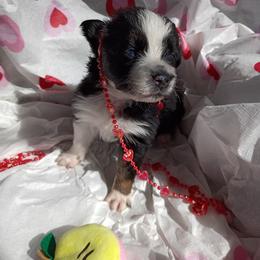 Jade (teal) - Black tri-color female Australian Shepherd puppy in Okeechobee, Florida from Rothsolid Puppies