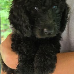 Bernedoodle Puppies from Sanchez Bernedoodle Puppies