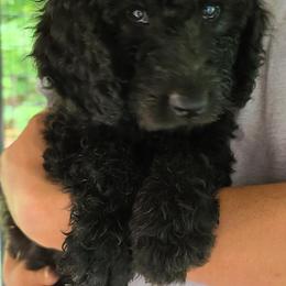 Bernedoodle Puppies from Sanchez Bernedoodle Puppies