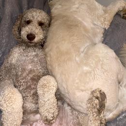 Goldendoodles from Sweet Home Doodles