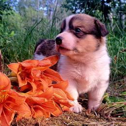 Martha Washington - Sable and white female American Corgi puppy in Gouverneur, New York from St. Lawrence Corgis