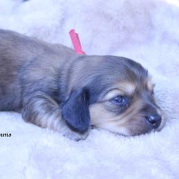 Millie - Red female Dachshund puppy in Murray, Kentucky from Shadow Ridge Farms