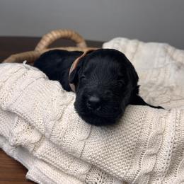 Black Male - Brown Collar - Black male Giant Schnauzer puppy in St George, Utah from Schnauzer Ranch