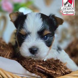 Charlie - Black tan and white male Biewer Terrier puppy in California from Corazon de gigante
