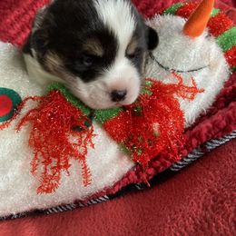 Pembroke Welsh Corgi Puppies from Gbarlranch Corgies