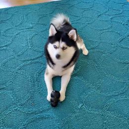 Nanook - Pomsky
