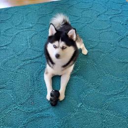 Nanook - Pomsky