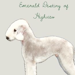 Kado - Bedlington Terrier