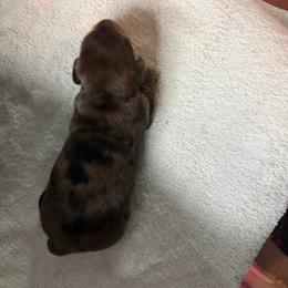 Rock - Red male Dachshund puppy in Tampa, Florida from EntityDachs