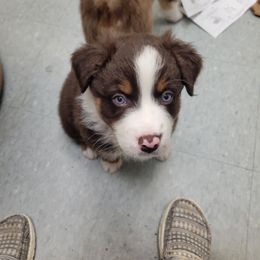 Cash - Red tri-color male Australian Shepherd puppy in Oak Ridge, Missouri from Myers Farm Aussies