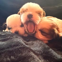 Boy 3 - Gold and white male Shih Tzu puppy in Monclova, Ohio from Heritage Toy Poodles & Hallmark Jolei Shih Tzus