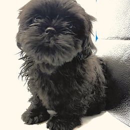 Australian Shepherd and Shih Tzu Puppies from Ford Hollow Farms Shih Tzus and Australian Shepherds