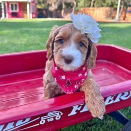 Willow - Peach - Caramel female Australian Labradoodle puppy in Citrus Heights, California from Elite Blend Labradoodles