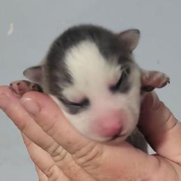 Daisy - Blue female Pomsky puppy in Stover, Missouri from Lx2 County Line Pomskies