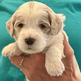 Red Boy - Parchment male Australian Labradoodle puppy in Bend, Oregon from High Desert Labradoodles