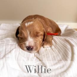 Willie - Red  male Goldendoodle puppy in Melba, Idaho from KZ Doodles