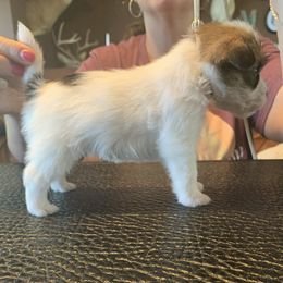 Russell Terriers from Equipage Russell Terriers