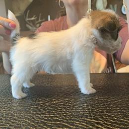 Russell Terriers from Equipage Russell Terriers