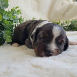 Girl 3 - Blue merle female Aussiedoodle puppy in Missouri from B&M Cottonwood Canines