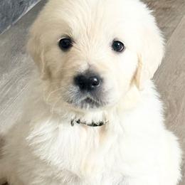 Chinook - Light golden male Golden Retriever puppy in Watkins, Colorado from Brightside Goldens