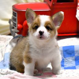 Cosmo - Sable Pembroke Welsh Corgi puppy in Purcellville, Virginia from Rhone River Farm Pembroke Welsh Corgis
