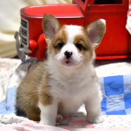 Cosmo - Sable Pembroke Welsh Corgi puppy in Purcellville, Virginia from Rhone River Farm Pembroke Welsh Corgis