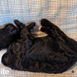 Poodle and Whippet Puppies from Moonbeam Whippets And Poodles