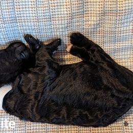 Poodle and Whippet Puppies from Moonbeam Whippets And Poodles