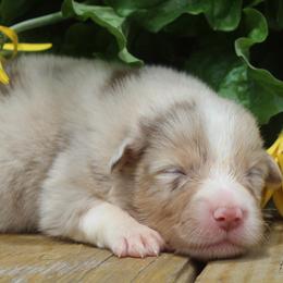 Daisy - Red merle female Australian Shepherd puppy in Star City, Arkansas from Blush & Lace Aussie Co.