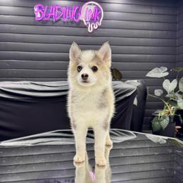 Darling - Gray and white female Pomsky puppy in La Verne, California from Red Cedar Pomskies