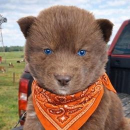 Orange boy - Red and white male Siberian Husky puppy in Terre Haute, Indiana from April's Huskies
