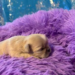 Coffee - Cream and white female Shih Tzu puppy in Bluffton, South Carolina from Cuddly Coastal Cuties