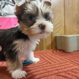 Boy 2 - Parti male Yorkshire Terrier puppy in Bear Creek, North Carolina from Yorkie Time
