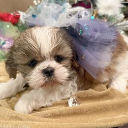 Ruby - Gold and white female Shih Tzu puppy in Frisco, Texas from My Royal Shih Tzu⚜️